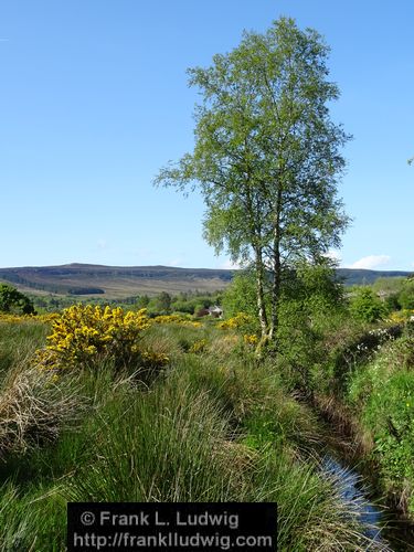 Spring in Glenfarne